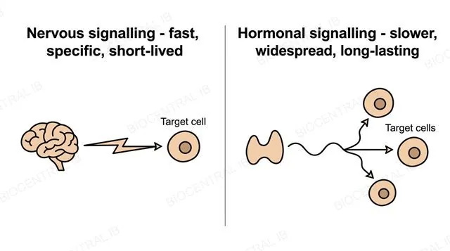 Two-panel comparison diagram, a fast arrow from a brain to one target cell labeled nervous signalling fast specific short-lived, and a slower branching arrow from a gland to three target cells labeled hormonal signalling slower widespread long-lasting