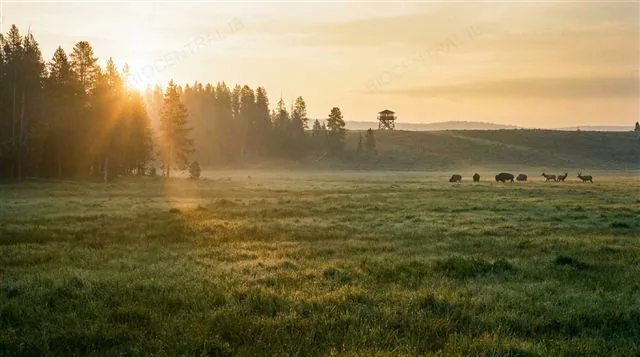 A protected national park nature reserve at sunrise, an example of in situ conservation
