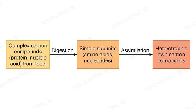 A flat left-to-right sequence of three boxes, complex carbon compounds protein and nucleic acid from food, then simple subunits amino acids and nucleotides after an arrow labeled digestion, then heterotroph's own carbon compounds after an arrow labeled assimilation