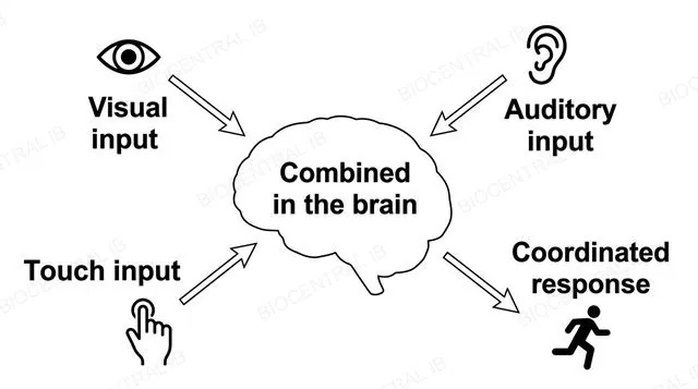 A brain outline receiving visual, auditory and touch input arrows converging inward, with one output arrow to a coordinated response icon, labeled visual input, auditory input, touch input, combined in the brain and coordinated response
