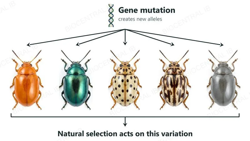 Gene mutation, creating new alleles, with arrows to five photographs of the same beetle species in different colours and patterns, all together forming the variation that natural selection acts on