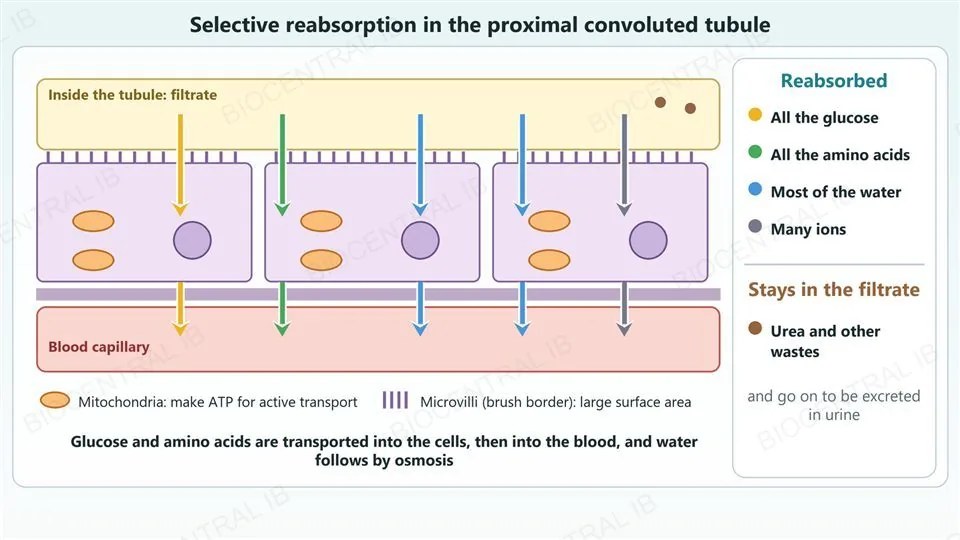 A diagram of the wall of the proximal convoluted tubule. The filtrate in the tubule lumen is at the top, three tubule cells with microvilli, mitochondria and a nucleus are in the middle, and a blood capillary is at the bottom. Coloured arrows carry glucose, amino acids, water and ions from the lumen through the cells into the capillary. A card lists what is reabsorbed (all the glucose, all the amino acids, most of the water, many ions) and what stays in the filtrate (urea and other wastes, which go on to be excreted in urine). A key marks the mitochondria and the microvilli.