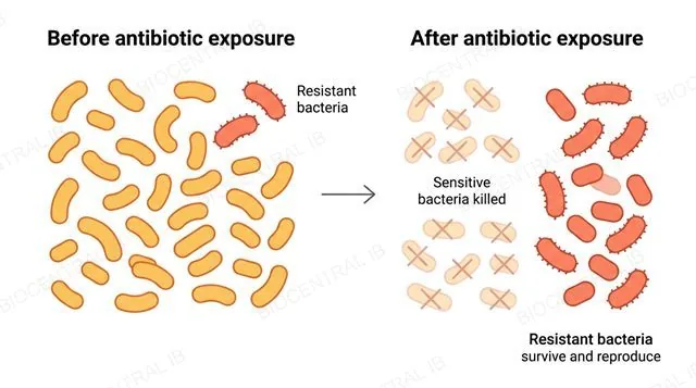 A flat two-panel before-and-after diagram in left-to-right order, left panel labeled Before antibiotic exposure showing a mixed population of bacteria icons mostly one color with a few differently colored resistant ones, right panel labeled After antibiotic exposure showing mostly the resistant colored bacteria remaining and reproducing, single left-to-right direction, labeled Sensitive bacteria killed and Resistant bacteria survive and reproduce
