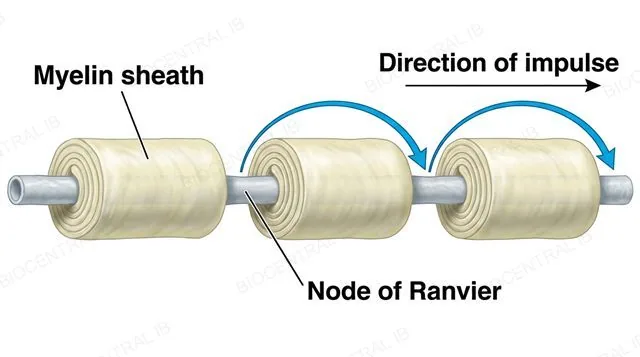A myelinated axon with several nodes of Ranvier as gaps in the myelin sheath, with arrows showing the action potential jumping from one node directly to the next in a single direction along the axon, labeled myelin sheath, node of Ranvier and direction of impulse