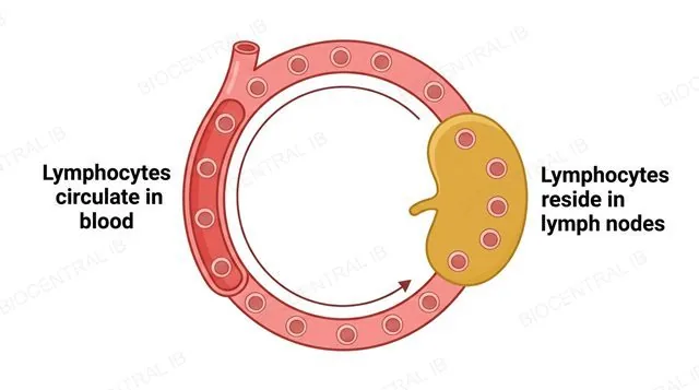 A flat diagram of a blood vessel connected to a lymph node, with lymphocyte icons shown moving along a circular path between the blood vessel and the lymph node, labeled Lymphocytes circulate in blood and Lymphocytes reside in lymph nodes