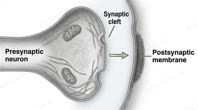 A chemical synapse showing a presynaptic terminal, a narrow synaptic cleft, and a postsynaptic membrane, with a single arrow pointing from the presynaptic terminal across the cleft to the postsynaptic membrane, labeled presynaptic neuron, synaptic cleft and postsynaptic membrane