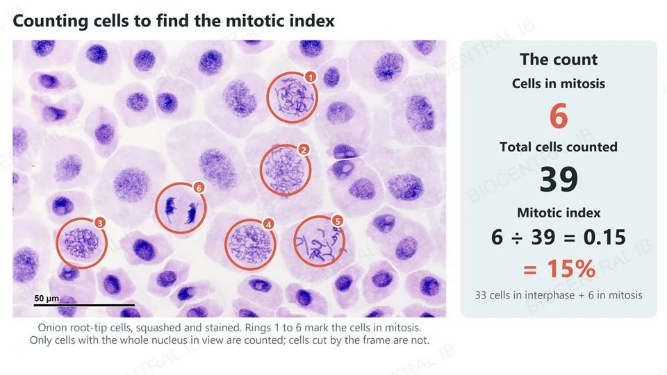 A real micrograph of stained onion root-tip cells with the six cells in mitosis ringed and numbered 1 to 6, and a count box: 6 cells in mitosis among 39 cells counted gives a mitotic index of 6 divided by 39, which is 0.15 or 15 percent. Only cells with the whole nucleus in view were counted.