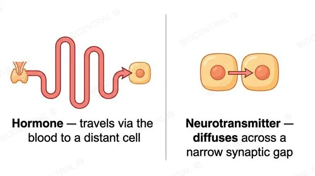 Two panels: a hormone travelling via a long blood-vessel tube to a distant target cell, and a neurotransmitter diffusing across a narrow synaptic gap to an adjacent cell, each with one single-direction arrow