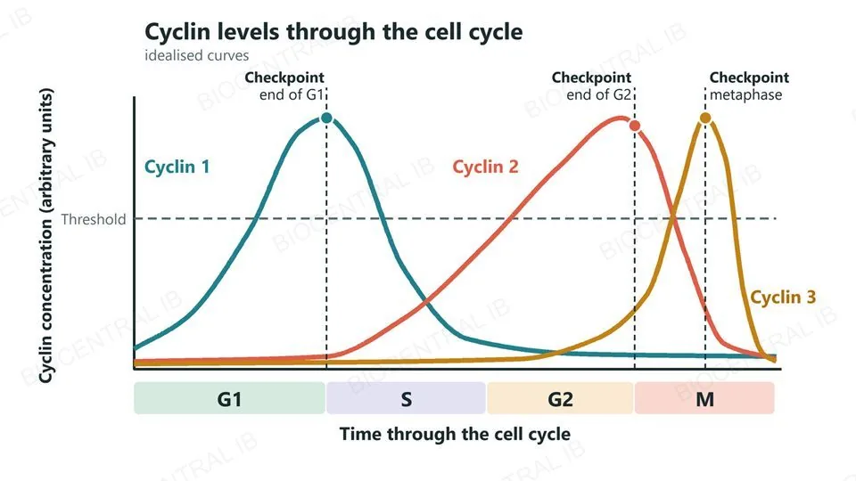 A graph of cyclin concentration against time through G1, S, G2 and M, with three illustrative curves, cyclin 1, cyclin 2 and cyclin 3, that each rise to a peak and fall at different stages; a dashed horizontal threshold line; and three checkpoints, at the end of G1, the end of G2 and in metaphase, where the relevant cyclin is above the threshold.