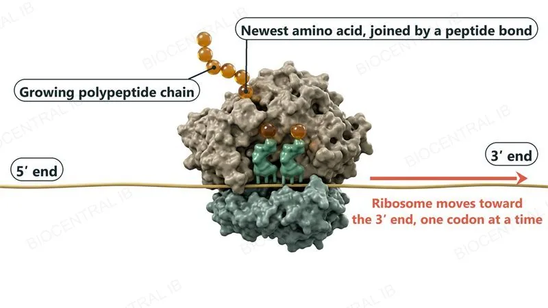 A ribosome on an mRNA strand, with the 5' end on the left and the 3' end on the right and an arrow showing that the ribosome moves toward the 3' end, one codon at a time. Two tRNAs sit in the ribosome and a chain of amino acid beads leaves the top, the newest amino acid joined to the chain by a peptide bond.