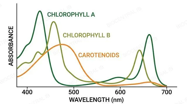 Absorption spectrum graph showing wavelength against absorbance for chlorophyll a, chlorophyll b and carotenoids with two peaks each and a shared dip in green, labeled
