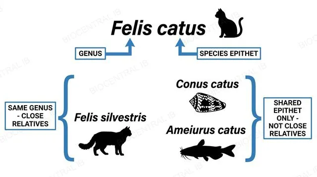 Binomial nomenclature diagram: Felis catus and Felis silvestris share a genus and are close relatives; Conus catus and Ameiurus catus only share a species epithet and are not close relatives