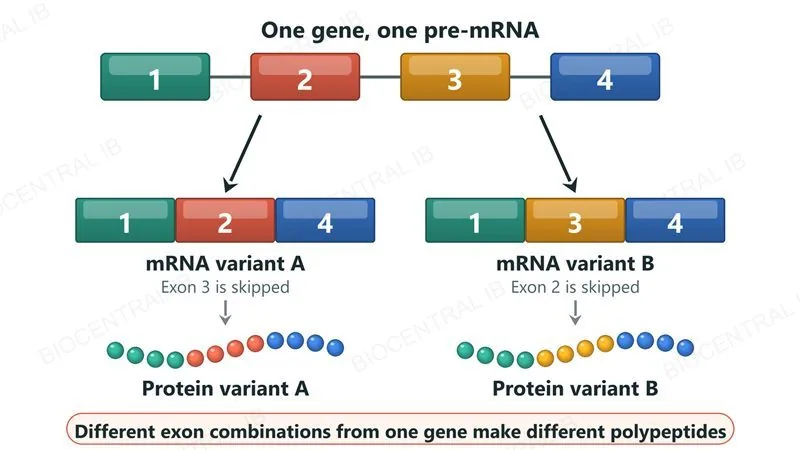 One pre-mRNA with four coloured exons numbered 1 to 4. Splicing gives mRNA variant A (exons 1, 2, 4; exon 3 skipped) or mRNA variant B (exons 1, 3, 4; exon 2 skipped), which are translated into two different protein variants.