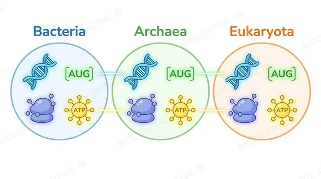 Bacteria, Archaea, and Eukaryota each shown sharing the same DNA, genetic code, ribosome, and ATP icons