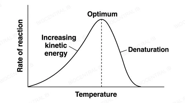 A line graph of reaction rate on the y axis against temperature on the x axis, showing rate rising smoothly, peaking at a labeled optimum temperature, then falling sharply, with the rising portion labeled increasing kinetic energy and the falling portion labeled denaturation