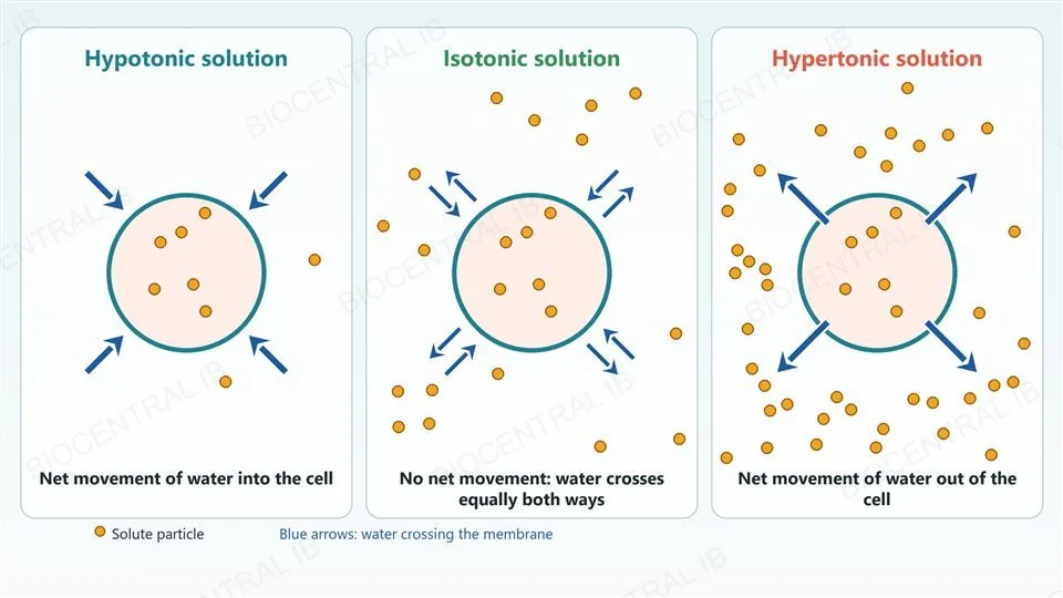 Three identical cells each containing six solute particles: in a hypotonic solution with two particles outside, four inward arrows show net movement of water into the cell; in an isotonic solution with sixteen particles outside, pairs of equal in and out arrows show no net movement; in a hypertonic solution with forty particles outside, four outward arrows show net movement of water out of the cell.