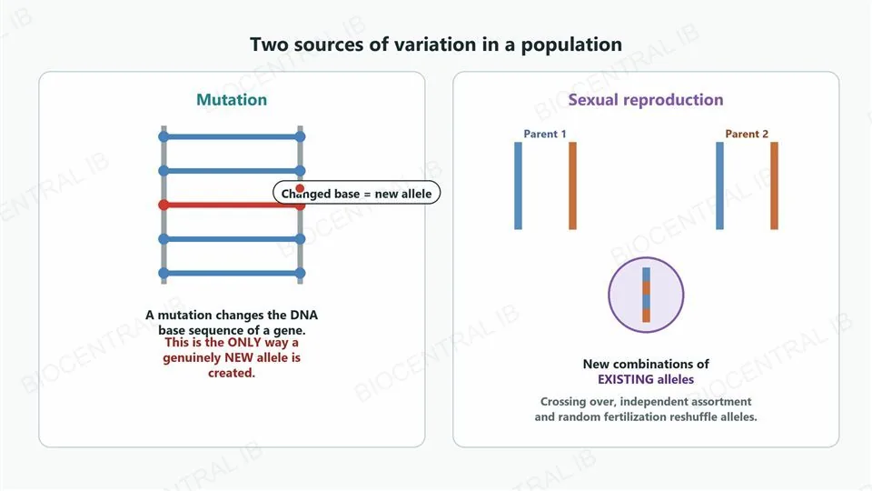 Left panel, mutation: a DNA ladder with one rung recoloured red and a label, changed base equals new allele; caption explains this is the only way a genuinely new allele is created. Right panel, sexual reproduction: two parent chromosome pairs feed into a circle showing a recombined offspring chromosome with alternating segments, captioned new combinations of existing alleles, with crossing over, independent assortment and random fertilization named below.