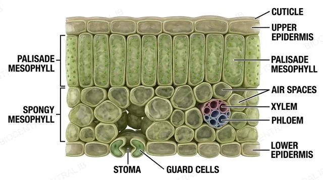 A full labeled transverse section of a dicotyledonous leaf showing cuticle, upper epidermis, palisade mesophyll, spongy mesophyll with air spaces, a vascular bundle with xylem and phloem, lower epidermis, and a stoma with guard cells, labeled