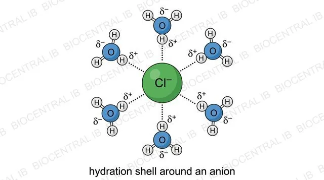 Water molecules surrounding a chloride ion, oxygen ends oriented outward