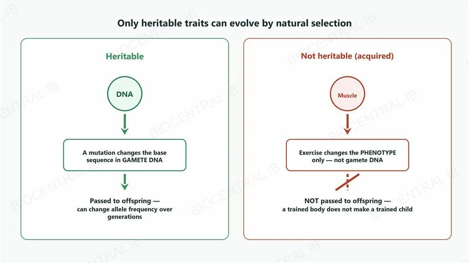 Two panels side by side. Left, heritable, outlined in green: a DNA icon with an arrow down to a box reading a mutation changes the base sequence in gamete DNA, then an arrow down to passed to offspring, can change allele frequency over generations. Right, not heritable, acquired, outlined in red: a muscle icon with an arrow down to exercise changes the phenotype only, not gamete DNA, then a crossed-out arrow down to not passed to offspring, a trained body does not make a trained child.