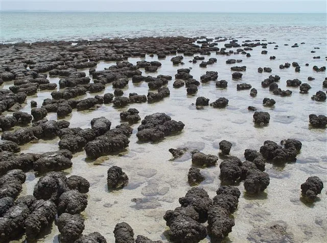 Real photograph of stromatolites at Shark Bay, Western Australia