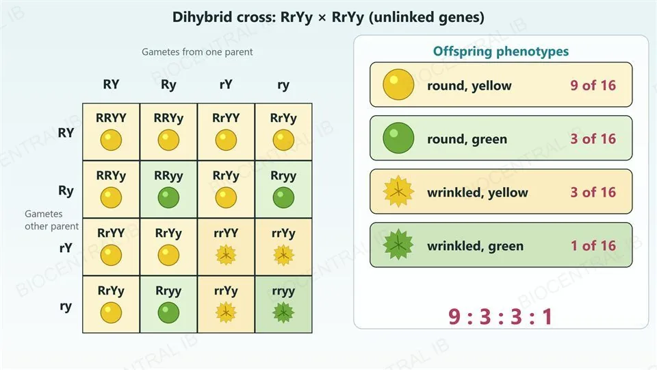 A four by four Punnett grid for RrYy by RrYy with gametes RY, Ry, rY and ry along each side and a genotype and a seed icon in each box: round yellow, round green, wrinkled yellow or wrinkled green. A key counts the offspring: round yellow 9 of 16, round green 3 of 16, wrinkled yellow 3 of 16, wrinkled green 1 of 16, a ratio of 9 : 3 : 3 : 1.