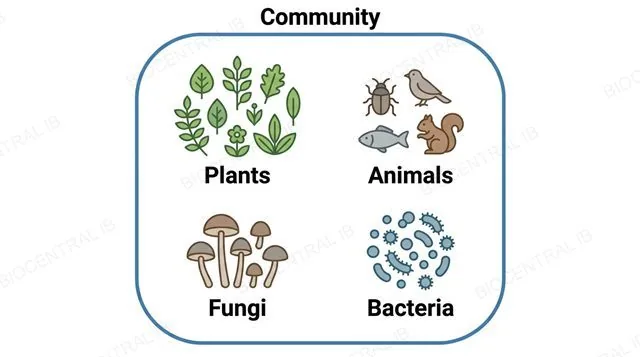 A flat diagram of one large rounded boundary labeled community containing four labeled clusters of icons: plants, animals, fungi, and bacteria