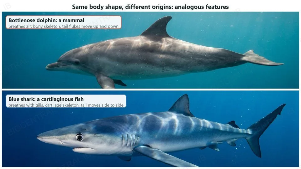 A bottlenose dolphin, a mammal that breathes air and has a bony skeleton and tail flukes that move up and down, above a blue shark, a cartilaginous fish with gills and a tail that moves side to side. Both have a streamlined body and fins