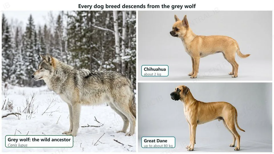 Photographs of a grey wolf, Canis lupus, the wild ancestor of dogs, beside a Chihuahua of about 2 kg and a Great Dane of up to about 80 kg