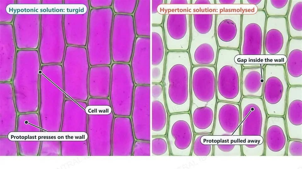 Two microscope-style panels of rectangular plant cells: on the left, in a hypotonic solution, purple protoplasts fill every cell and press on the green cell walls; on the right, in a hypertonic solution, the walls are unchanged but each purple protoplast has shrunk into a rounded blob leaving a clear gap; labels point to a cell wall, a protoplast pressing on the wall, a gap inside the wall and a protoplast pulled away.