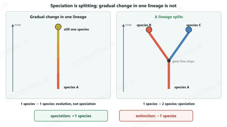 Two panels. Left: one lineage changes gradually over time but remains one species, so 1 species gives 1 species, which is evolution but not speciation. Right: a lineage splits where gene flow stops, so species A gives species B and C: speciation. Below: speciation adds one species, extinction removes one