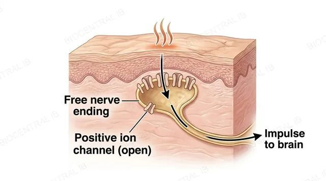 A cross-section of skin showing a free nerve ending with open channels for positively charged ions responding to a heat source above it, with positive ions entering the nerve ending and one arrow showing the impulse travelling away toward the brain, labeled free nerve ending, positive ion channel open and impulse to brain