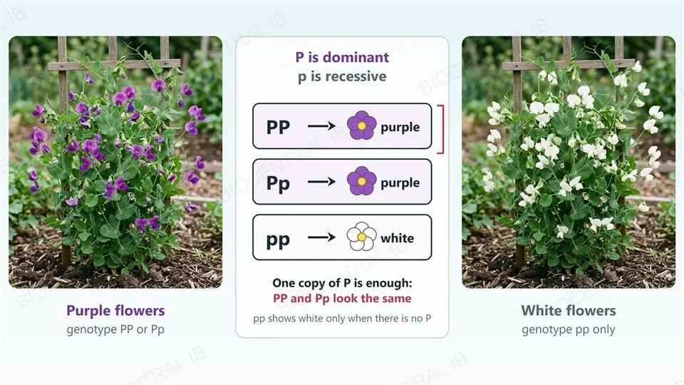 Two photographs of pea plants on garden trellises, one covered in purple flowers labelled genotype PP or Pp and one covered in white flowers labelled genotype pp. Between them a card says P is dominant and p is recessive and lists PP gives purple, Pp gives purple and pp gives white, with a bracket showing that PP and Pp look the same.