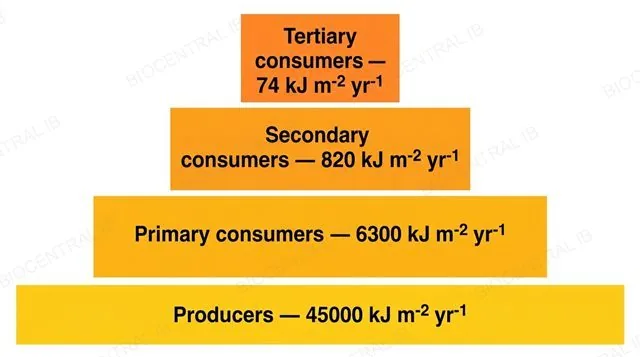 A flat pyramid of energy made of four stacked horizontal bars, widest at the bottom, labeled tertiary consumers 74 kJ per square metre per year, secondary consumers 820, primary consumers 6300, producers 45000, each bar width proportional to its number