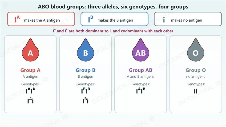 Three allele boxes: I A makes the A antigen, I B makes the B antigen, i makes no antigen; I A and I B are both dominant to i and codominant with each other. Below, four blood-drop cards. Group A has genotypes I A I A and I A i; group B has I B I B and I B i; group AB has I A I B; group O has ii.