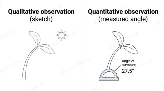 Two panels: a qualitative pencil-sketch of a seedling bent toward light, and a quantitative panel with a protractor measuring the angle of curvature, labeled qualitative observation sketch, quantitative observation measured angle and angle of curvature