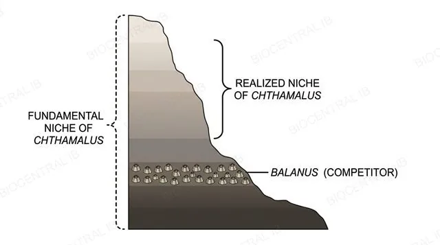 A rocky intertidal shore cross-section with a dashed outline labeled fundamental niche of Chthamalus spanning the whole shore, and a solid outline labeled realized niche of Chthamalus restricted to the upper zone where a competitor labeled Balanus occupies the lower zone