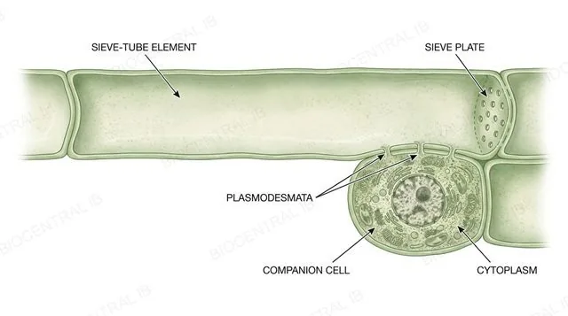 Labelled diagram of a phloem sieve-tube element with no nucleus, connected via plasmodesmata to an adjacent nucleate companion cell, with sieve plates at each end