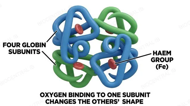 Haemoglobin's four globin subunits each carrying an iron-containing haem prosthetic group, labeled as a conjugated quaternary protein