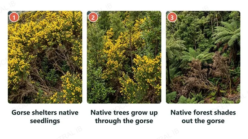 Three numbered photographs: 1 gorse in flower sheltering native seedlings, 2 native trees growing up through the gorse, 3 mature native forest with tree ferns above dying brown gorse