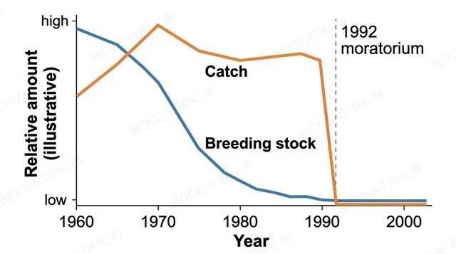 A simplified graph over time in which the catch stays high while the breeding stock of cod falls steeply, ending at a marked 1992 moratorium