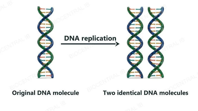 One DNA double helix on the left, labelled Original DNA molecule, and an arrow labelled DNA replication pointing to two identical DNA double helices on the right, labelled Two identical DNA molecules