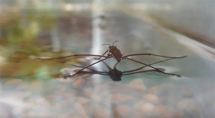 A water strider standing on the surface of a pond, supported by surface tension