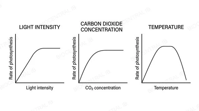 Three graphs showing rate of photosynthesis rising then plateauing against light intensity, carbon dioxide concentration and temperature, labeled