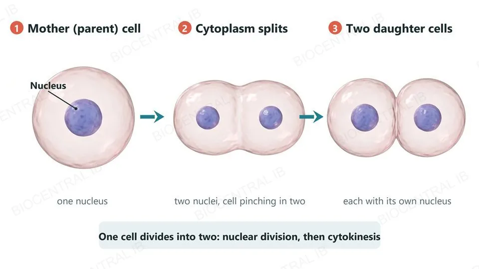 Three labeled stages of one animal cell dividing, left to right: a single round mother (parent) cell with one nucleus; the same cell pinched in the middle into two lobes, with two nuclei; and two round daughter cells, each with its own nucleus. Arrows lead from one stage to the next.