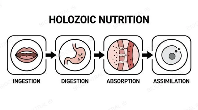 A simplified digestive tract diagram with four labeled sequential stages: ingestion, digestion, absorption and assimilation, connected by arrows