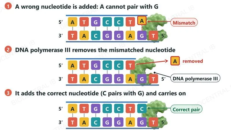 Three steps: DNA polymerase III adds a wrong nucleotide, A opposite G, which is a mismatch; it removes that nucleotide; it then adds the correct nucleotide, C, which pairs with G, and carries on