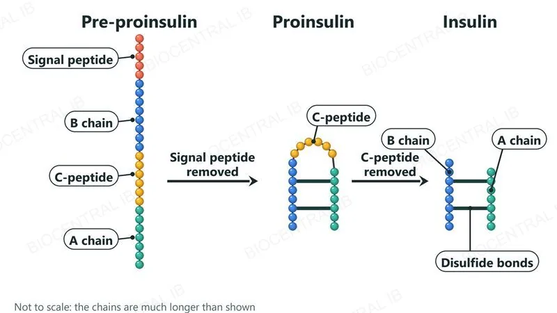 Three stages drawn as chains of beads. Pre-proinsulin has a signal peptide, a B chain, a C-peptide and an A chain. Removing the signal peptide gives proinsulin, folded with the C-peptide as a loop and two disulfide bonds between the chains. Removing the C-peptide leaves insulin: separate A and B chains held together by disulfide bonds.