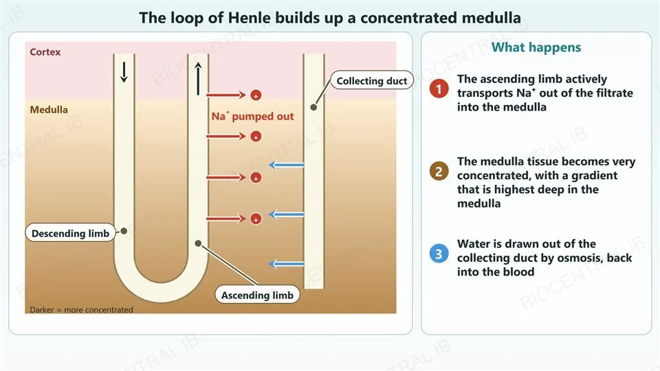A diagram of a nephron in the kidney, with a pale cortex above a medulla that darkens with depth to show a rising osmotic concentration. A descending limb goes down into the medulla, turns in a hairpin, and returns as an ascending limb; red arrows show sodium ions pumped out of the ascending limb into the medulla. Beside them a collecting duct runs down through the medulla, with blue arrows showing water leaving it. Labels with leader dots name the descending limb, the ascending limb and the collecting duct. Right, three numbered steps: the ascending limb actively transports sodium ions out into the medulla, the medulla tissue becomes very concentrated with the highest concentration deep in the medulla, and water is drawn out of the collecting duct by osmosis back into the blood.