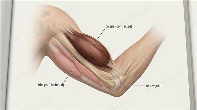 The biceps and triceps as an antagonistic pair at the elbow, biceps contracted and shortened while triceps is stretched during arm flexion, labeled